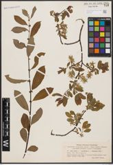 Foto von Salix aurita L. x Salix myrtilloides L. x Salix starkeana Willd.